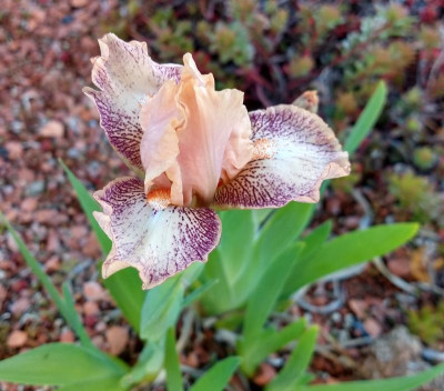 IMG_20190420_075338656_HDR~2.jpg