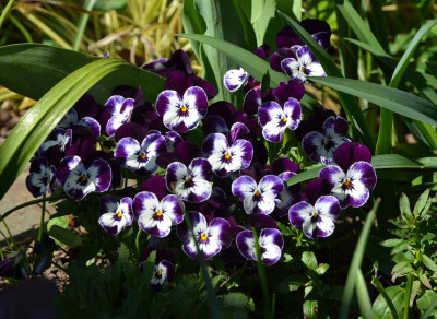 Viola_cornuta.19-1.jpg