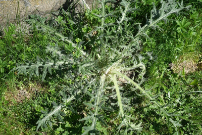 distel.jpg