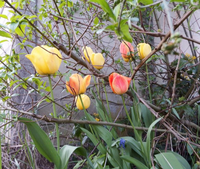 Tulpen.jpg
