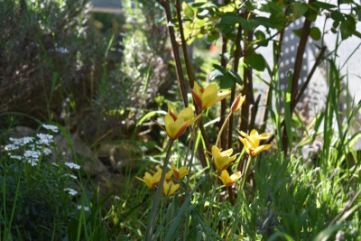 durch den Garten Ostern 19 007.JPG