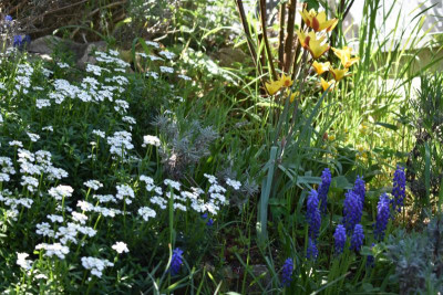 durch den Garten Ostern 19 008.JPG