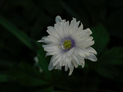 anemone-nemorosa-blue-eyes.jpg