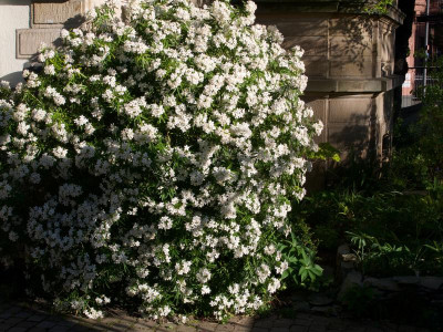 choysia-aztec-pearl.jpg