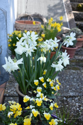 narcissen 19 003.JPG