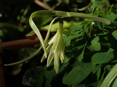 galanthus-narwhal-19.4.19.jpg