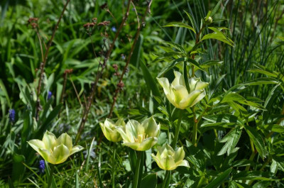 Tulipa_viridiflora-Virilemon.19-1.jpg
