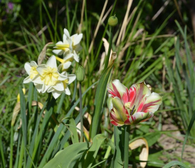 Tulipa_viridiflora_FlamingSpringgreen.19-1.jpg