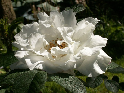 Louise-Bugnet-II-05-07.jpg