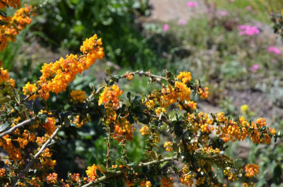 Berberis_lologensis_MysteryFire.19-1.jpg