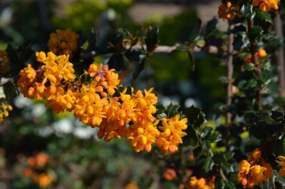 Berberis_lologensis_MysteryFire.19-2.jpg