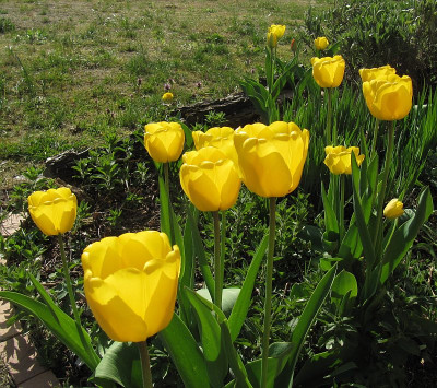 IMG_5826_Tulpen_20April2019_.jpg