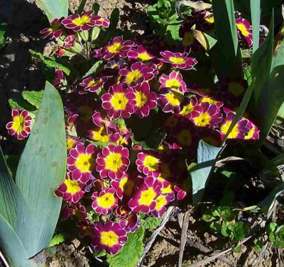 100_7628 Primel magenta weiß.jpg