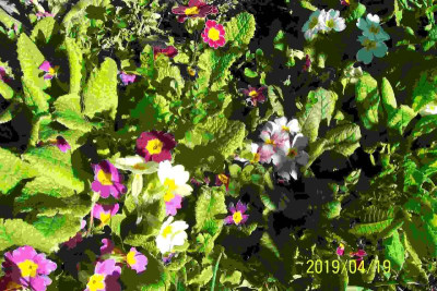 100_7629 Primel dicht an dicht.jpg
