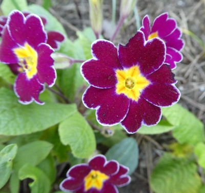 20190421_001322.jpg