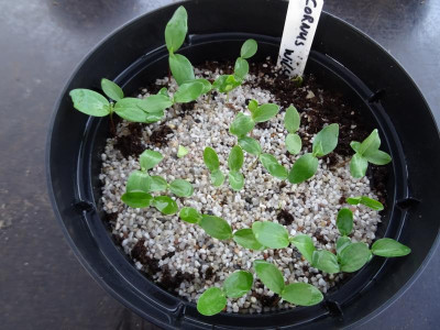 Cornus wilsoniana Germination April 2019.JPG
