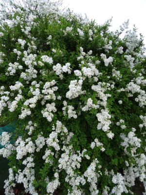 Exochorda macrantha The Bride April 2019.JPG