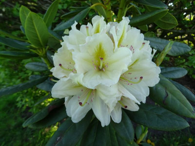 Rhododendron  Big Yellow  X Phipps Yellow April 2019 s2015.JPG