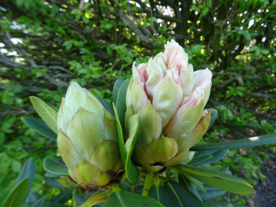 Rhododendron Big Yellow X Phipps Yellow April 2019 Knospe.JPG