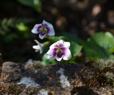 Viola-AliceWitter.19-1.jpg