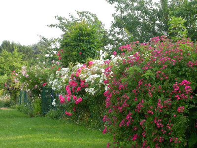 Rosengarten_2007.jpg