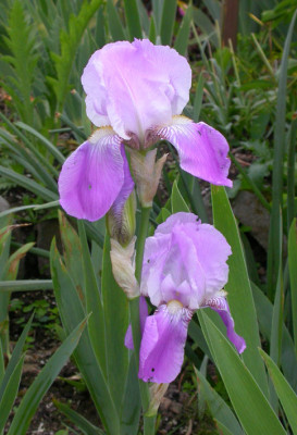 Rheingauperle_2007.jpg