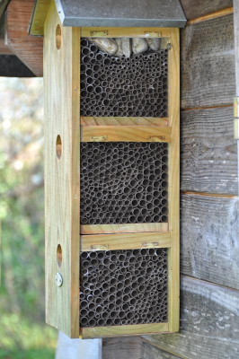 Bienenhaus.jpg