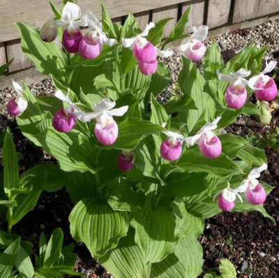 Cypripedium_reginae_2007-05-26_001.JPG