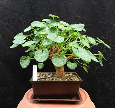Pelargonium cotyledonis.JPG