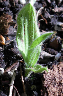 Cypripedium_reginae_2007-05-26_002.JPG
