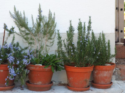 Rosmarinus angustifolius Pinien-Rosmarin zwei mal Küchenrosmarin P4210456.JPG