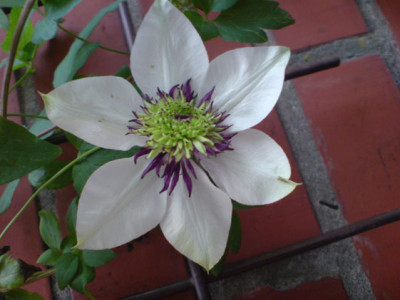 clematis_florida1.JPG
