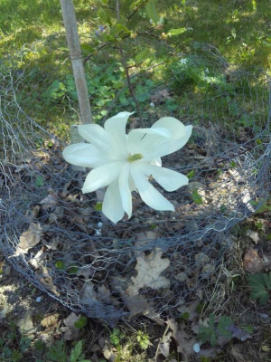 Magnolia scented Silver (2).jpg