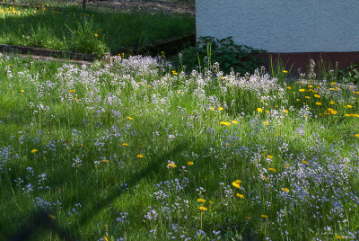 Wiesenschaumkraut.jpg