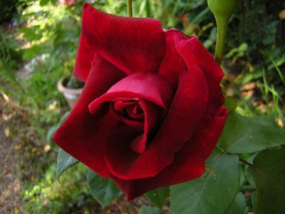 Crimson_Glory1a.JPG