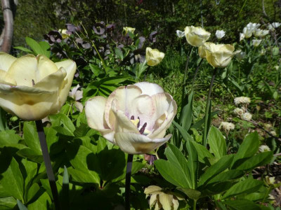 P1050033.JPG