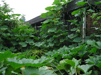 Kurbisse-2004.jpg
