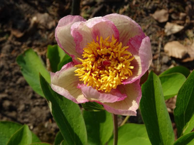Paeonia mlokosewitschii Pink April 2019.JPG