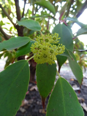 Trochodendron aralioides April 2019.JPG