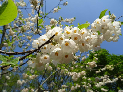 Halesia monticola var. vestita April 2019.JPG