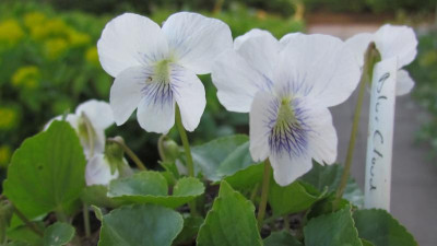 Viola Blue Cloud.jpg