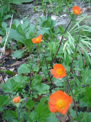 DSC06150.JPG