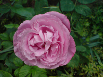 mrs_john_laing1.JPG