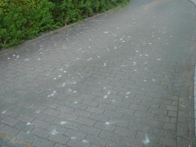 DSC06148.JPG