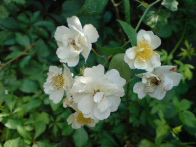 rambling_rector1.JPG