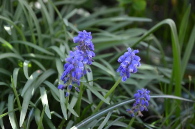 Muscari.19-1.jpg