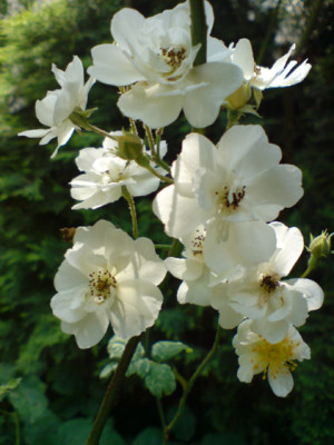 rambling_rector2.JPG