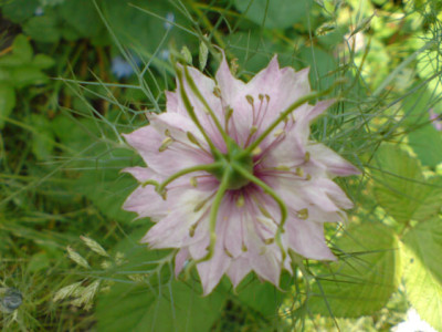jungfer_im_gruenen_rosa.JPG
