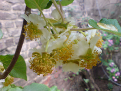 kiwiblueten2.JPG
