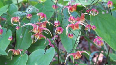 Epimedium Akane.JPG